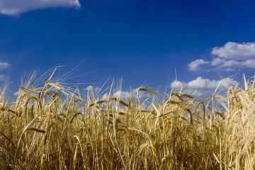 cereal and sky