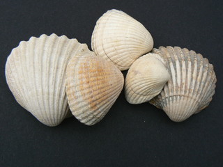 cockle shells