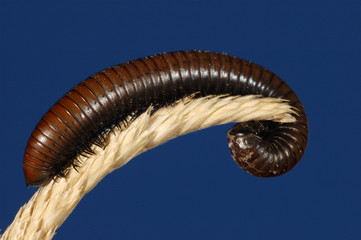 espiral