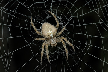 araña en su red