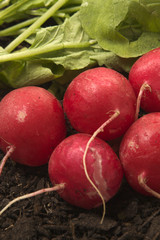 radish