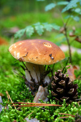 mushroom with fir cone on a green moss
