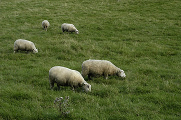 herd of sheep at the grassland