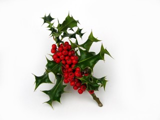 holly berries