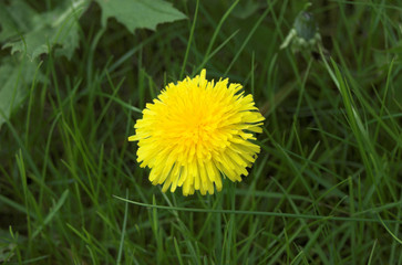 dandelion on green grass