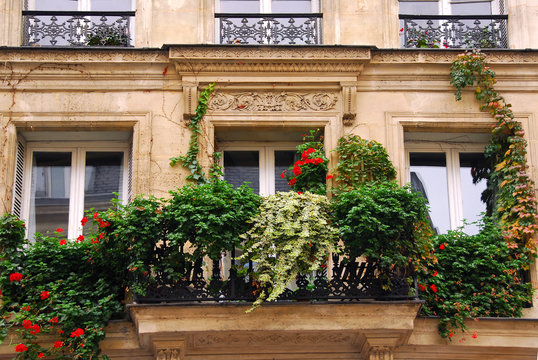 windows with ivy