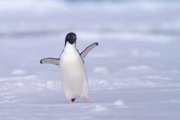 Deurstickers Pinguïn adéliepinguïn