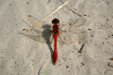 dragon-fly