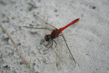dragon-fly
