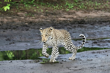 leopard