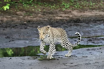 Tuinposter leopard © poco_bw