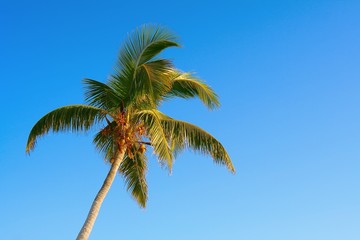 palm tree