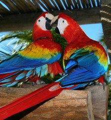 Obraz premium parrots