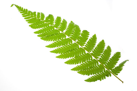 Fototapeta fern leaf