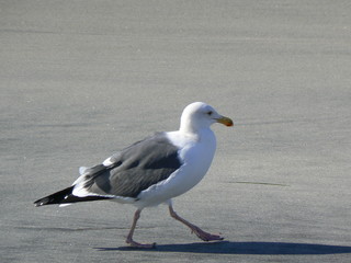 seagull walking on beach