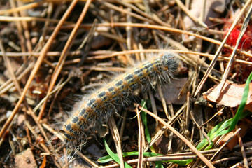 catrepillar