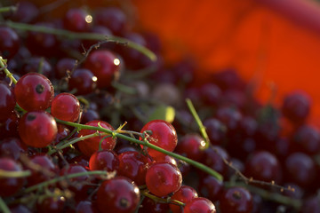red currants