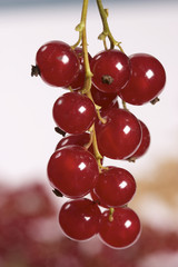 currant