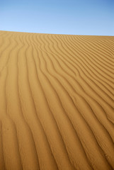 sable