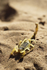 scorpion