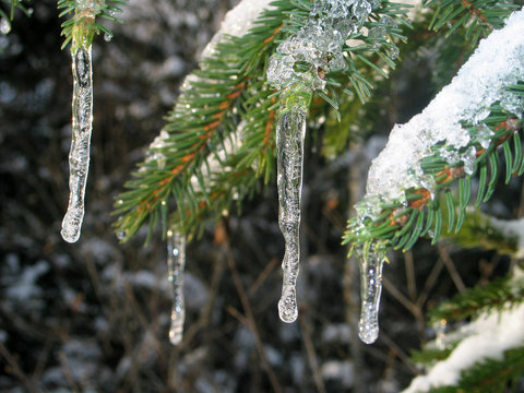 icicles on fir tree