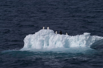 adelie penguins on iceberg