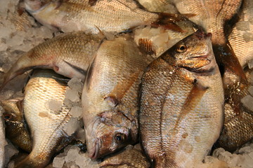 fresh fish background