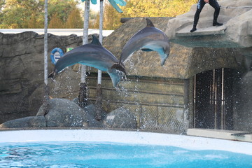 dolphins jumping