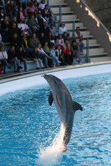 bottlenosed dolphin jumping