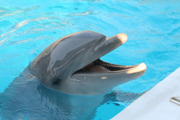 Fototapeta premium dolphin