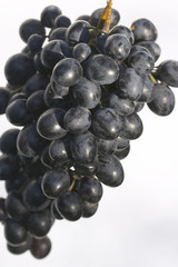 grape