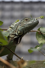 Obraz premium iguana