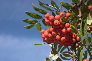 branch of a mountain ash