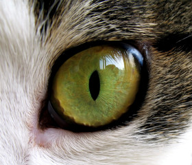 Obraz premium close-up of cat's eye