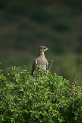 immature eastern chanting goshawk