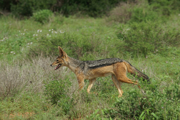 black backed jackal