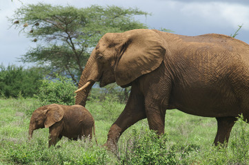 Fototapeta na wymiar Słoń afrykański z Calve