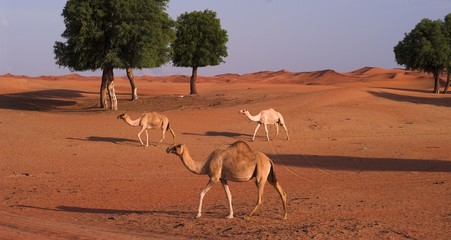 Naklejka premium camels in sweihan area