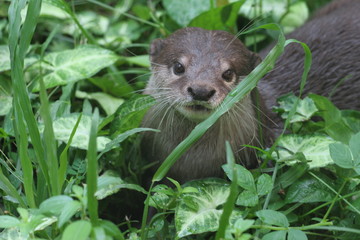 loutre bornéo