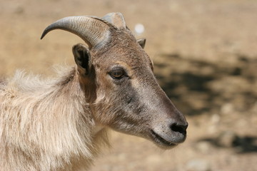 profil chèvre pachmina