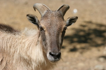 portrait de face chèvre pachmina