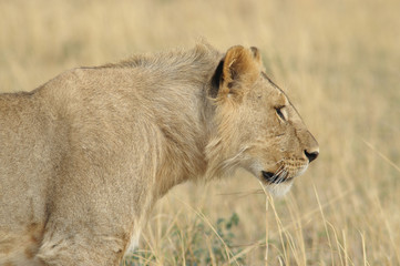 Obraz na płótnie Canvas Młody samiec lwa