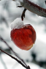 cold apple
