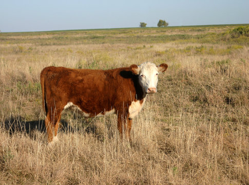 Hereford Calf