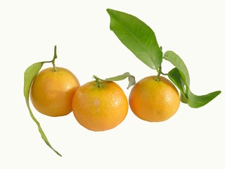 juicy mandarines
