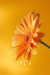 fleur de gerbera orange jaune photographiée avec lig