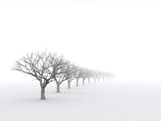 trees in misty haze © Serp