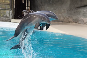 Photo sur Plexiglas Dauphins dauphins sautant