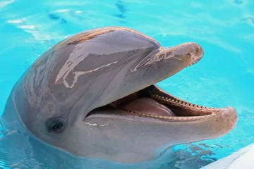 Selbstklebende Fototapete Delfin dolphin