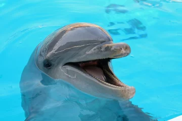 Foto op Aluminium Dolfijn dolfijn